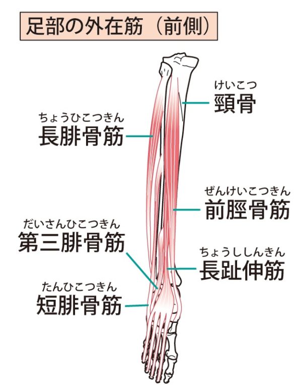 すねが張る 歩き方のクセが原因のひとつ 姿勢 動作改善 カイラックス